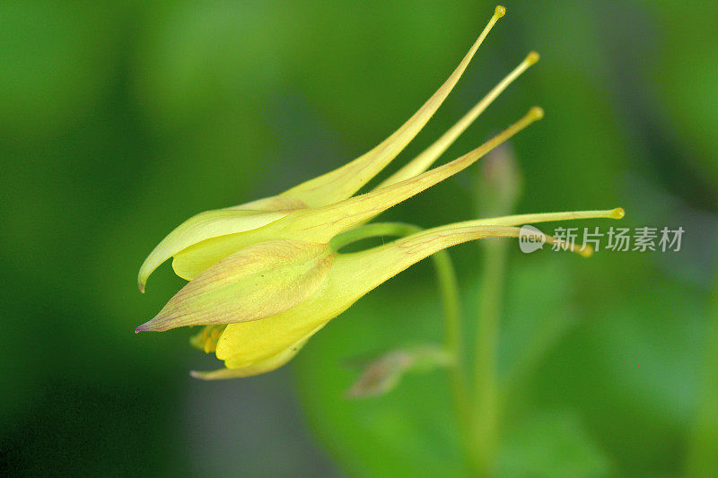 水仙花/耧斗菜花